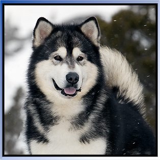 Silver malamute 2024